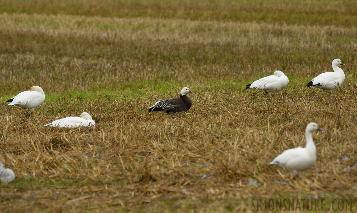 Anser caerulescens caerulescens [400 mm, 1/400 sec at f / 7.1, ISO 1000]